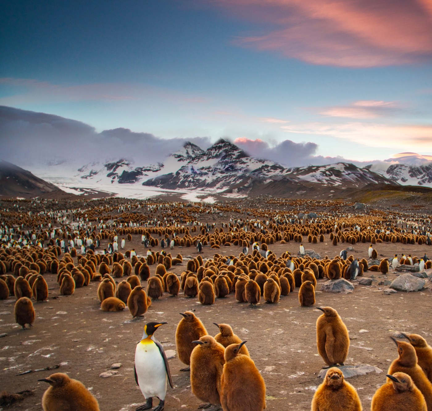 social exclusion, penguins, march of the penguins, brexit, trump